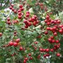 Meidoornhaag (Crataegus monogyna) bessen